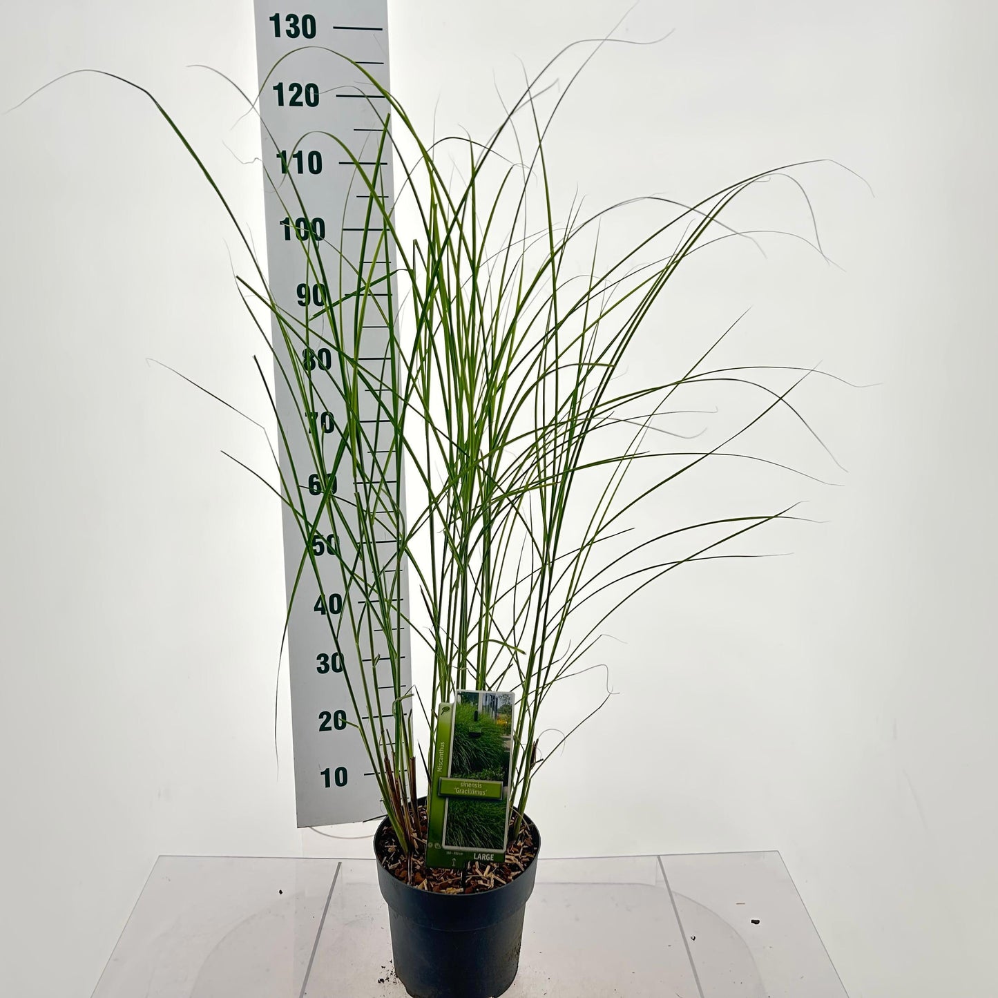 Miscanthus sin. Gracillimus 120cm 23cm Pot