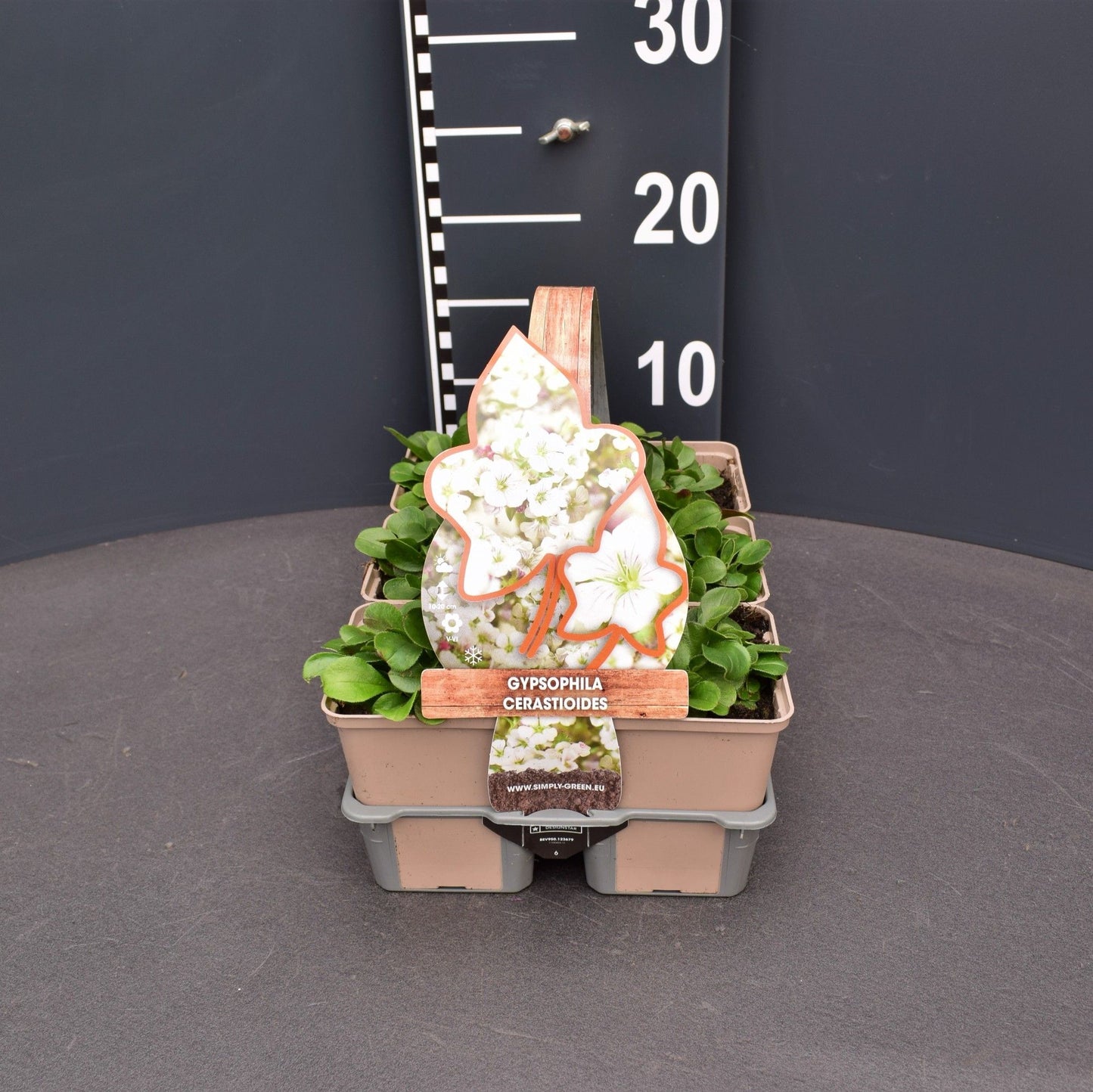 Gypsophila cerastioides 6-pack 5cm 9cm Pot