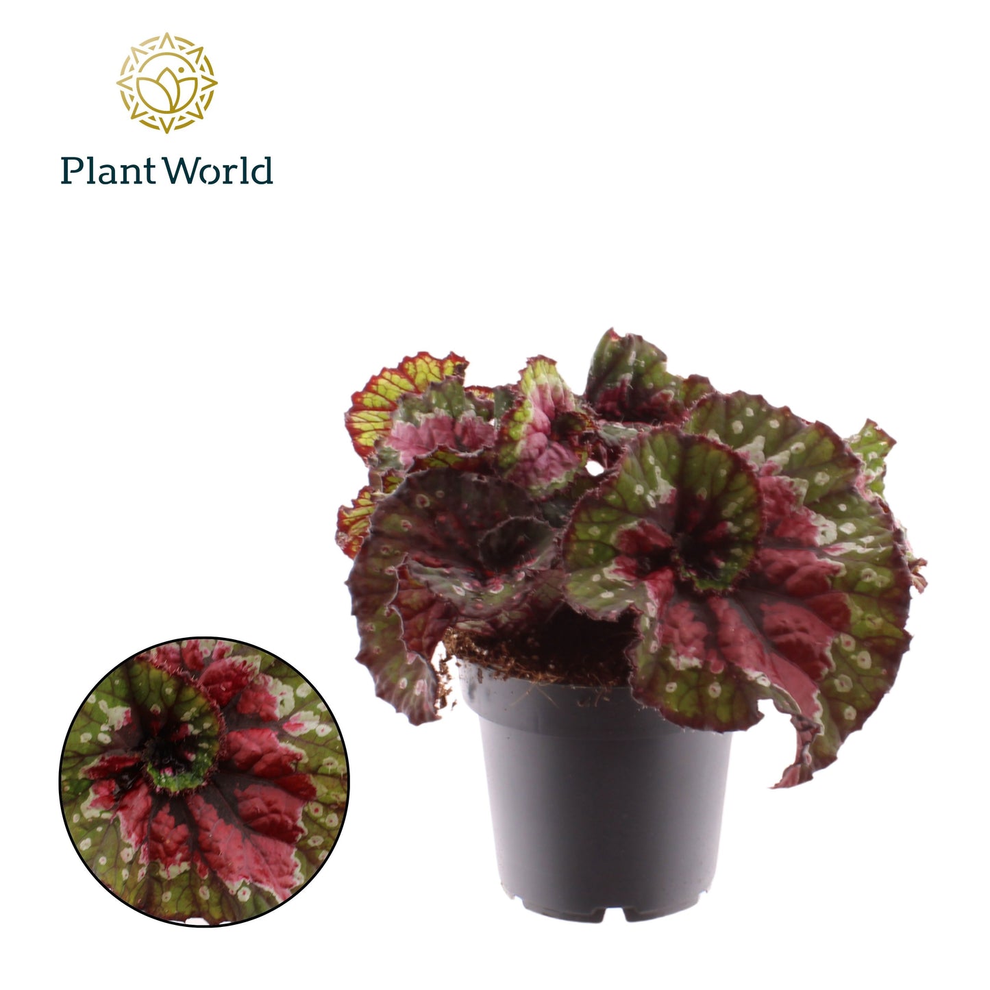 Begonia Magic Colours Macarena 25cm 12cm Pot