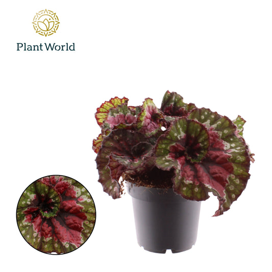 Begonia Magic Colours Macarena 25cm 12cm Pot