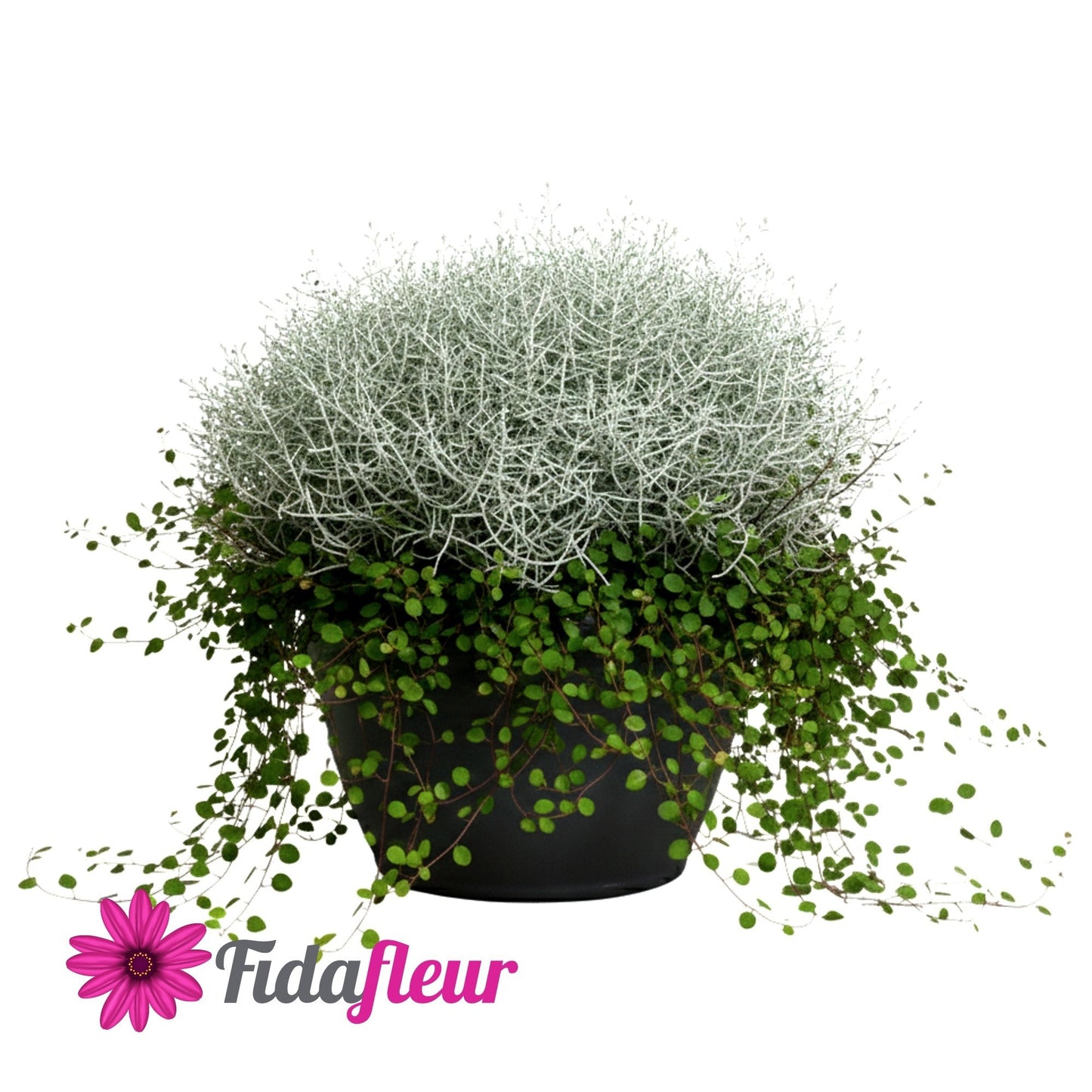 Calocephalus + Muehlenbeckia 35cm 29cm Pot