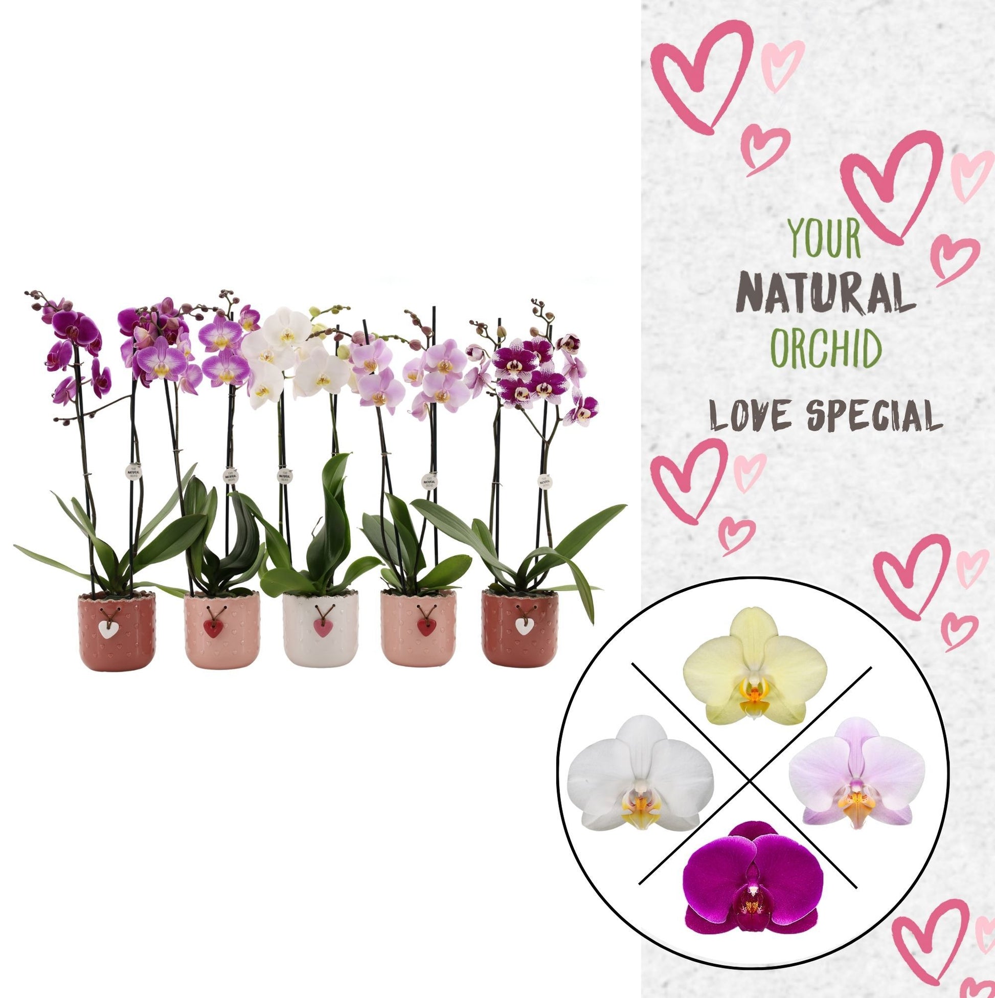 Phal. FS. mix (+ drp.ceramic) 60cm 12cm Pot
