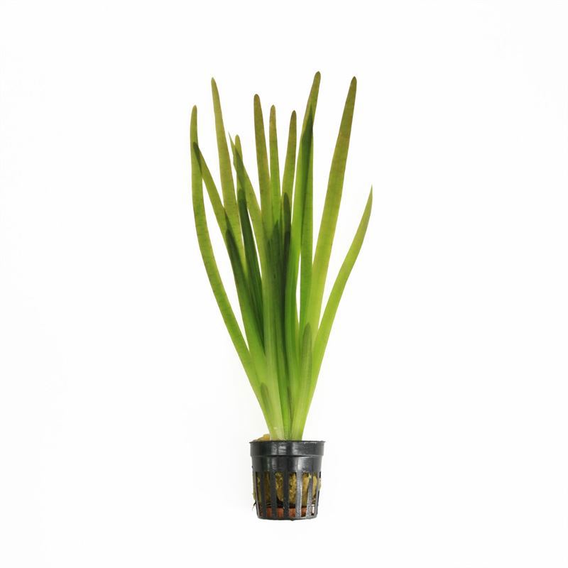 Vallisneria asiatica 10cm 5cm Pot
