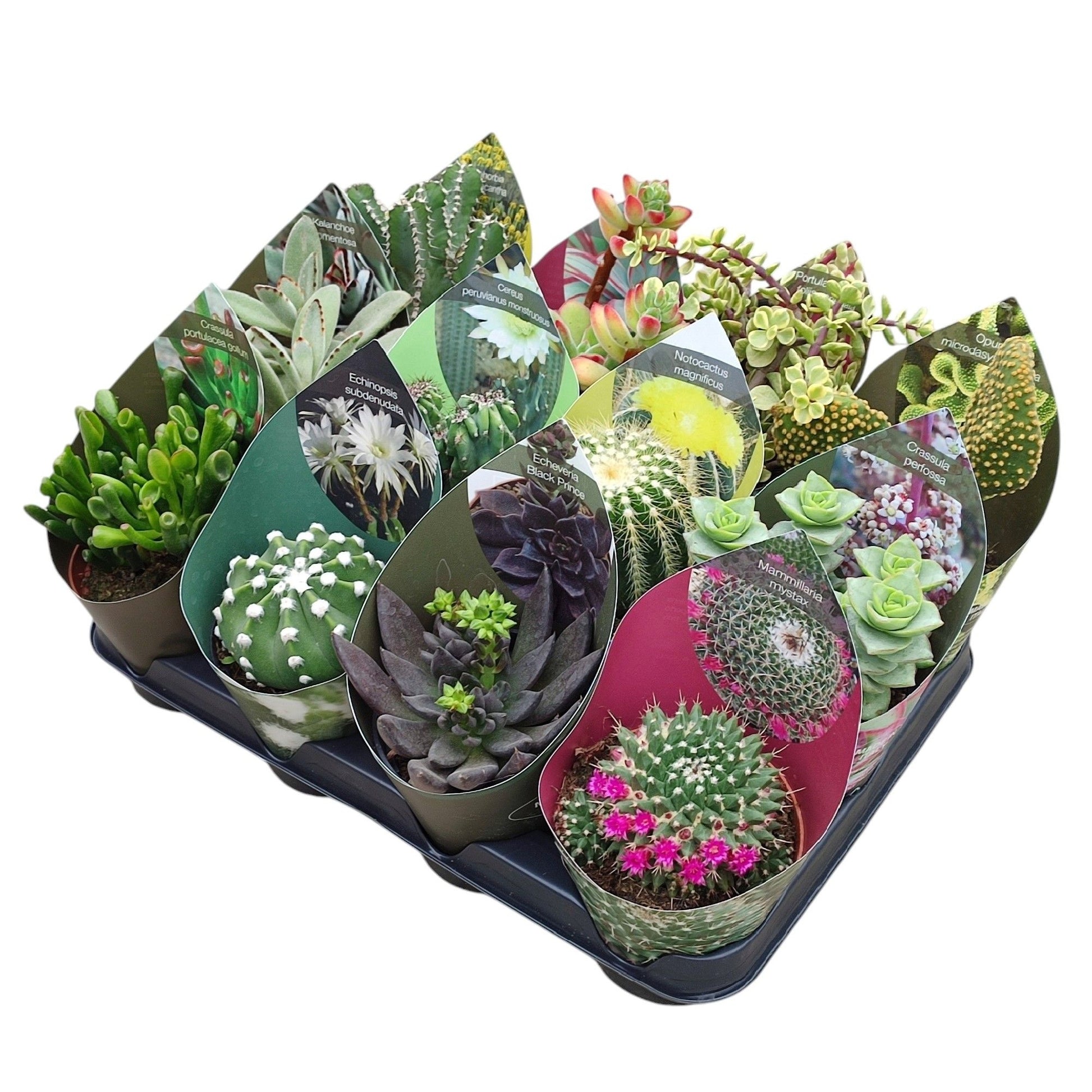 Cactus + Succulent mix 12cm 510cm Pot