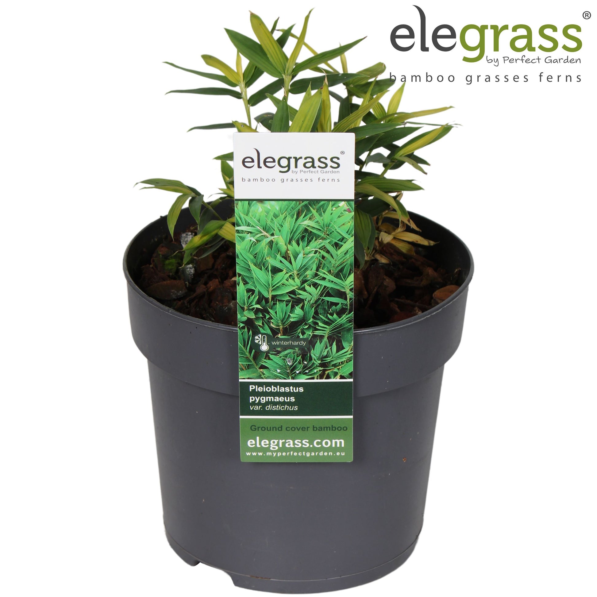 Pleioblastus distichus 40cm 14cm Pot