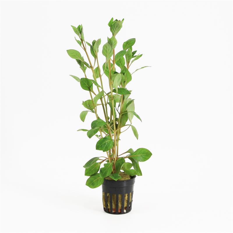 Ludwigia sp mini super red 10cm 5cm Pot