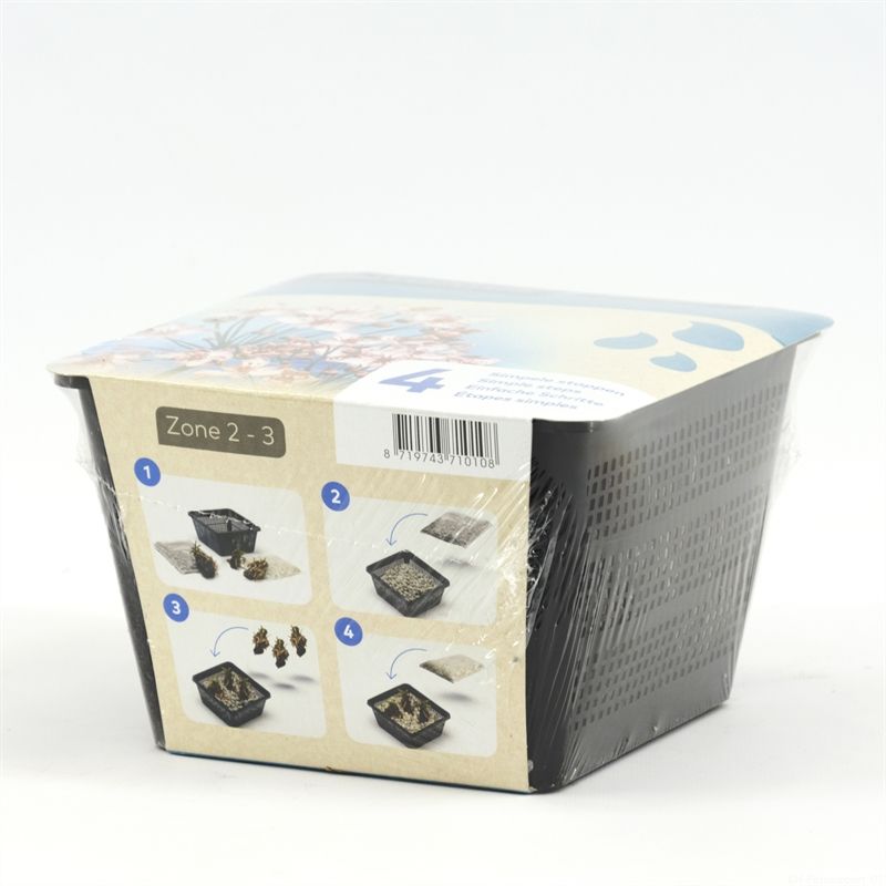 Do-it-yourself box Waterplants Butomus 12cm 18cm Pot