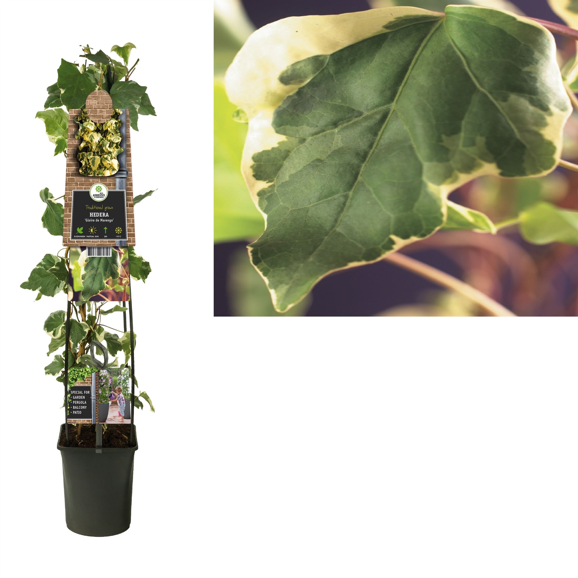 Hedera alg. Gloire de Marengo 23cm Pot