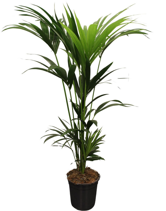 Howea forsteriana 120cm 21cm Pot