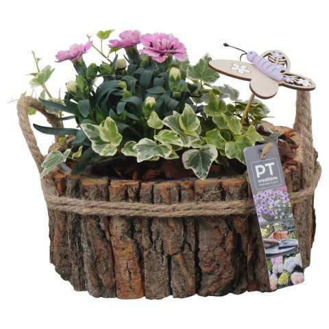 PTPP6984 Arrangementen Perkplanten 22cm 22cm Pot
