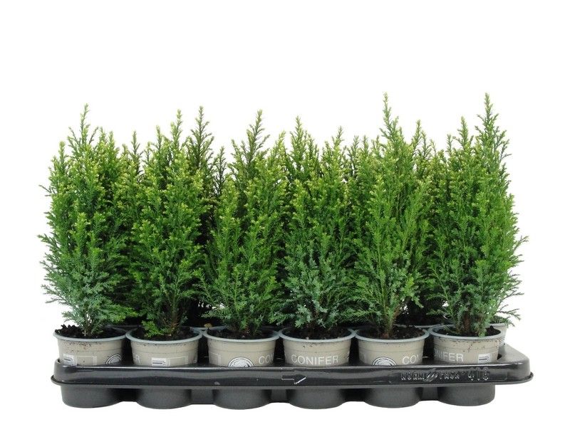 Chamaecyparis law. Snow White 20cm 9cm Pot