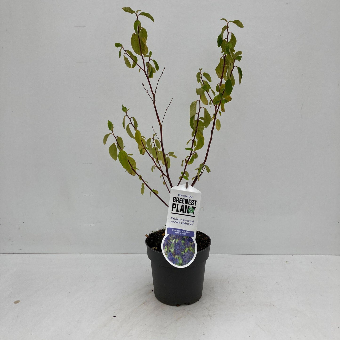 Ceanothus del. Henry Desfossé 35cm 17cm Pot