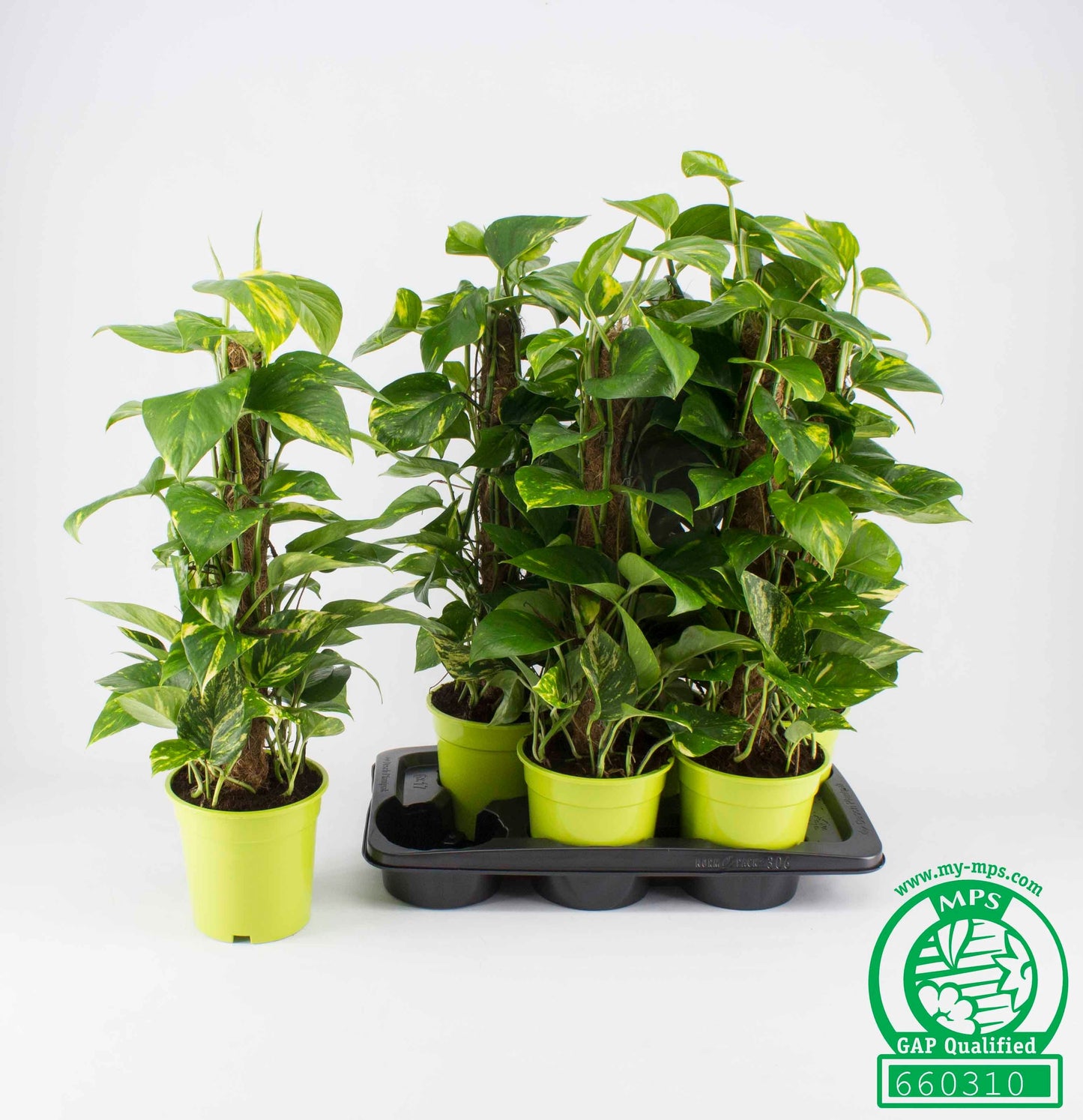 Epipremnum pinatum mosspole 70cm 17cm Pot