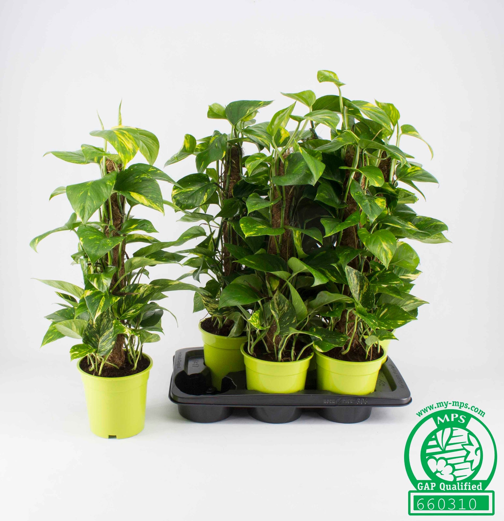 Epipremnum pinatum mosspole 70cm 17cm Pot