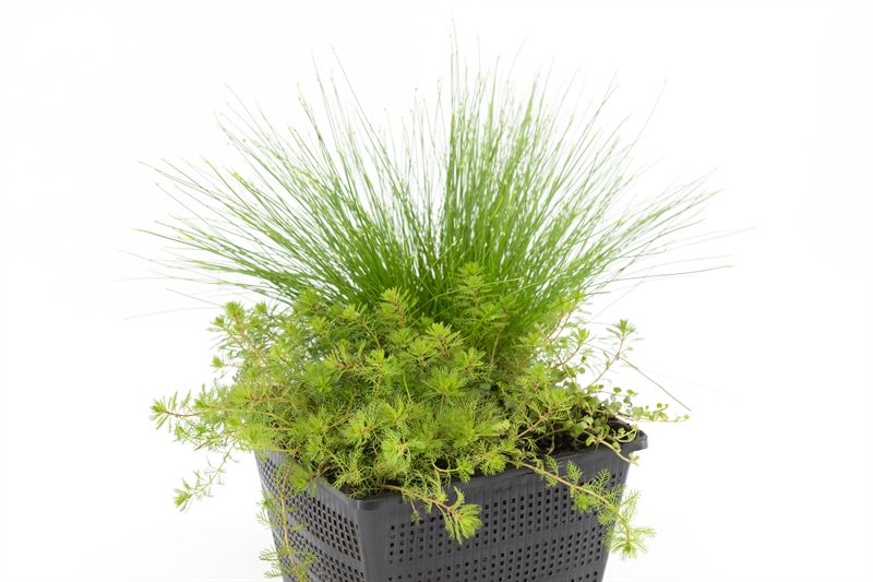 Scirpus cernuus 30cm 18cm Pot