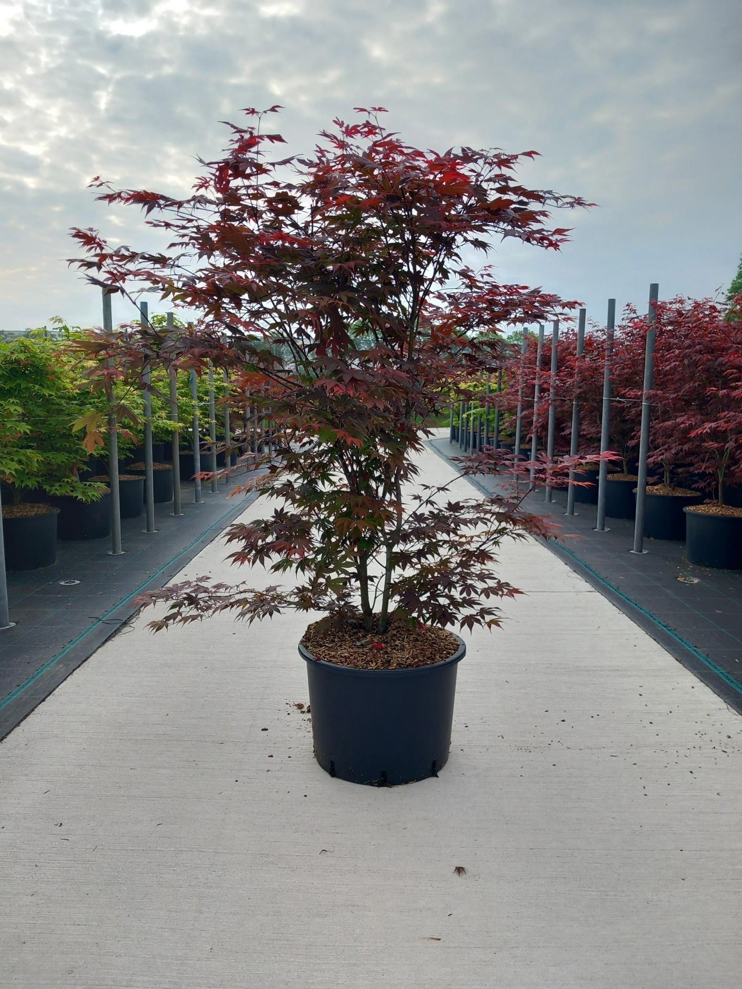 Acer palm. Atropurpureum 140cm 45cm Pot