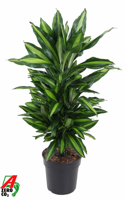 Dracaena frag. Cintho branched 70cm 21cm Pot