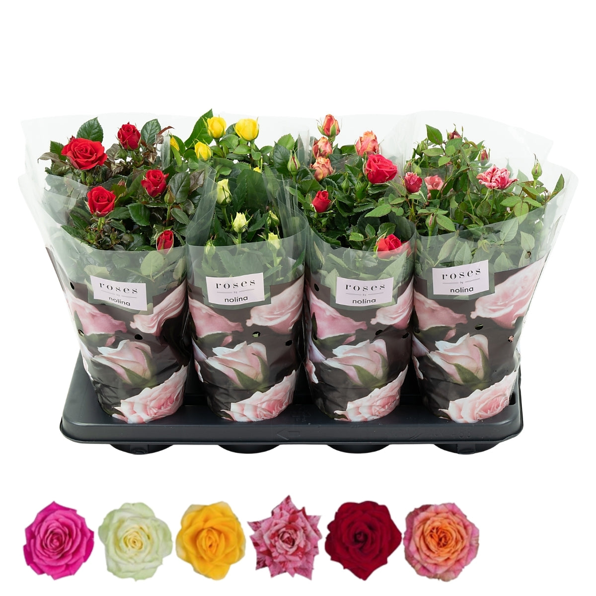 Rose Patiohit mix 36cm 13cm Pot