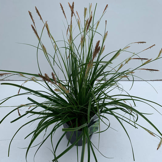 Carex osh. Everlime 30cm 17cm Pot