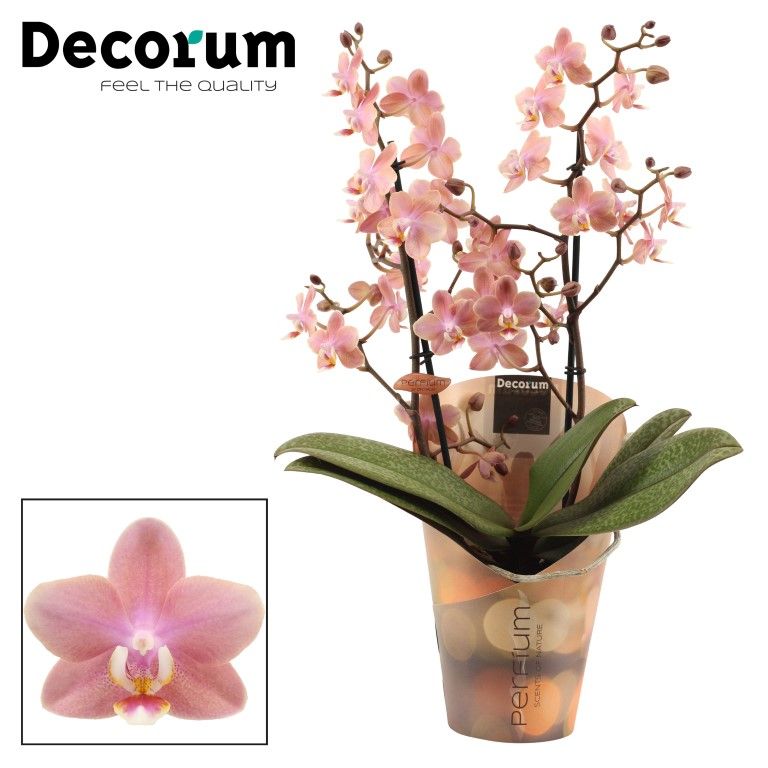 Phalaenopsis mf. Odorion perfium 35cm 12cm Pot