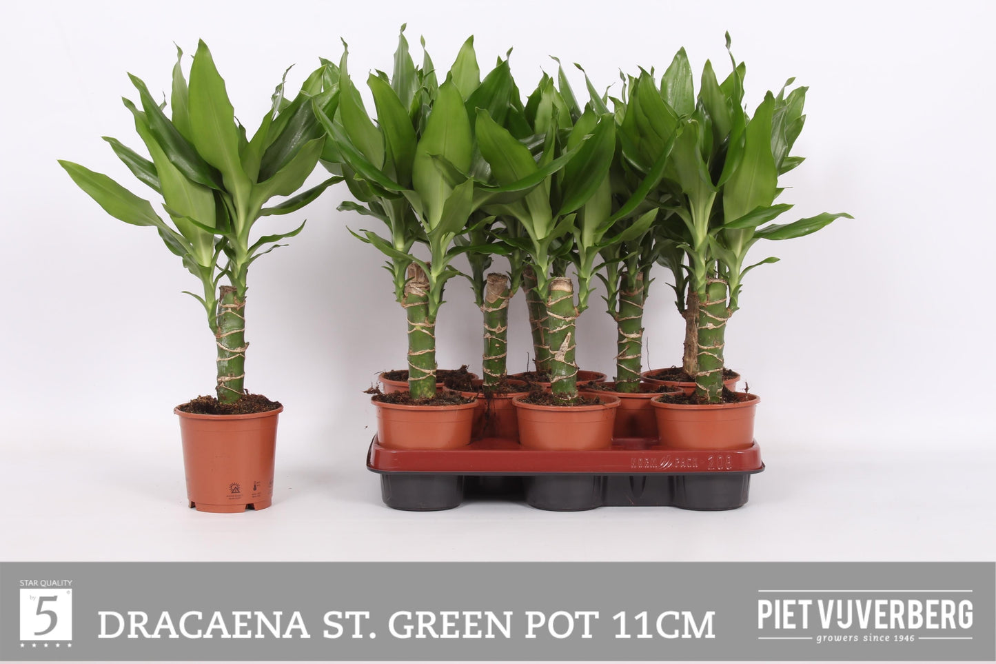 Dracaena frag. Steudneri 50cm 11cm Pot
