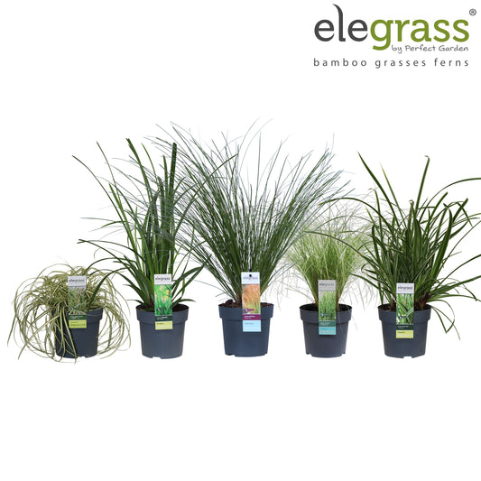 Carex mix shelf 40cm 14cm Pot