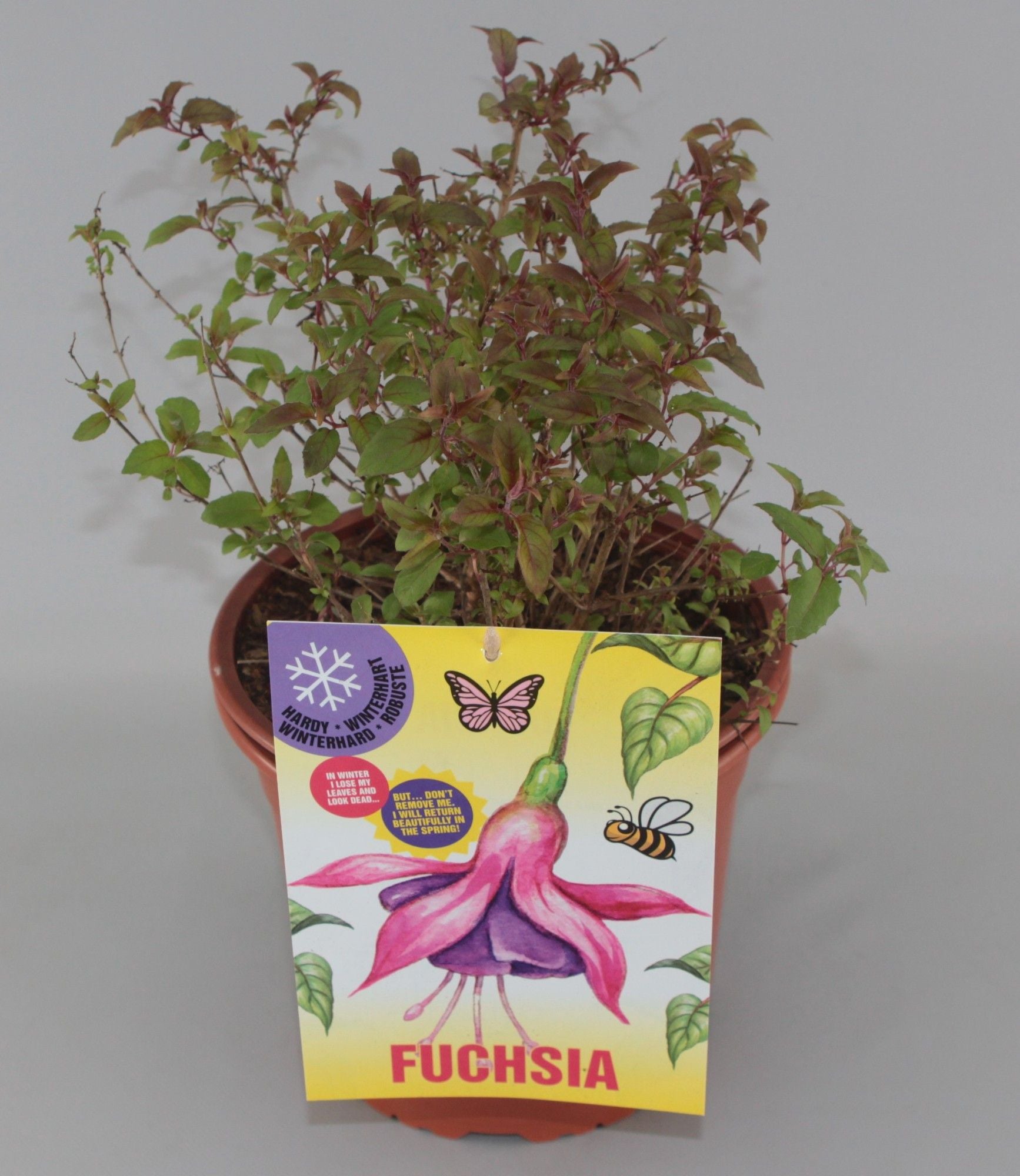 Fuchsia mag. Riccartonii 35cm 23cm Pot