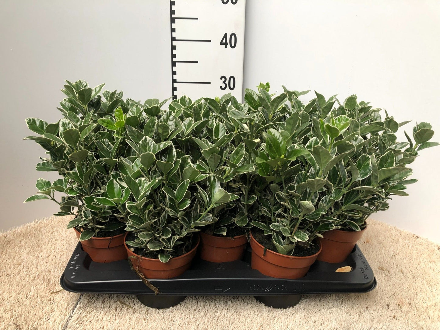 Euonymus Kathy 25cm 13cm Pot