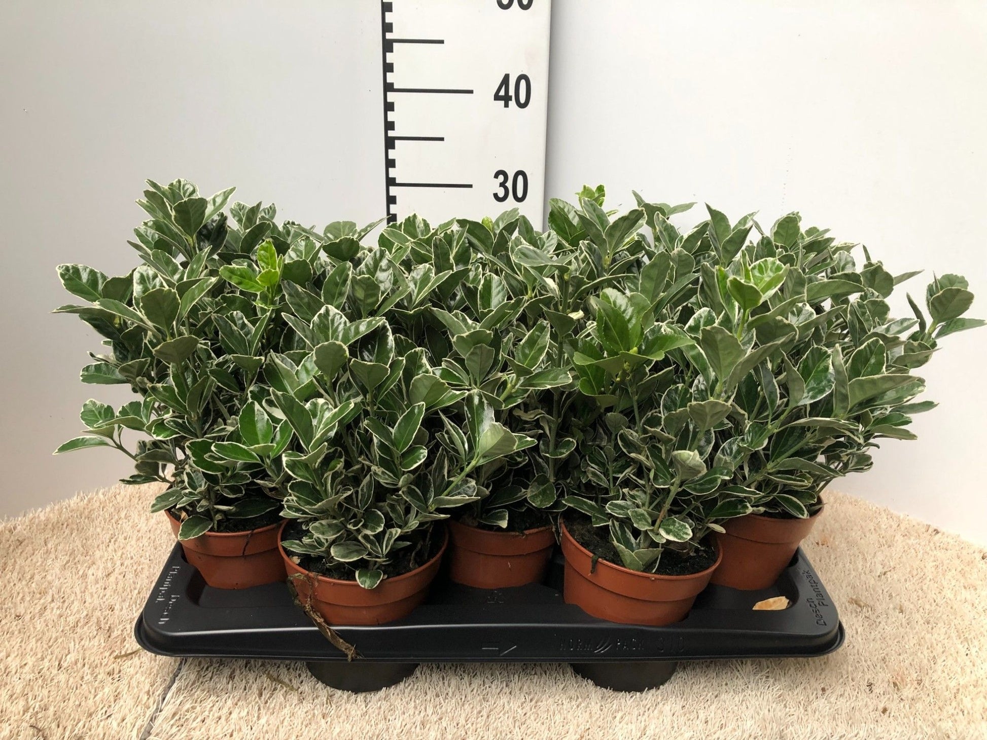 Euonymus Kathy 25cm 13cm Pot