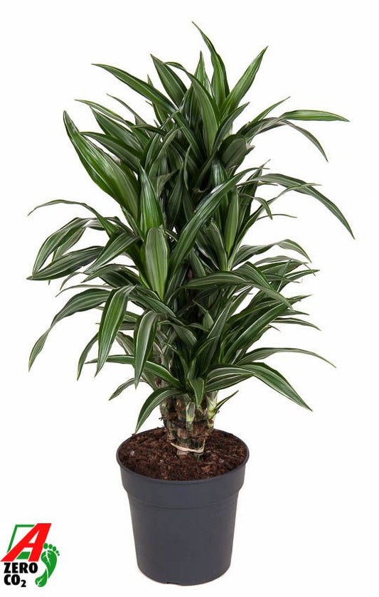 Dracaena frag. Ulises branched 90cm 24cm Pot