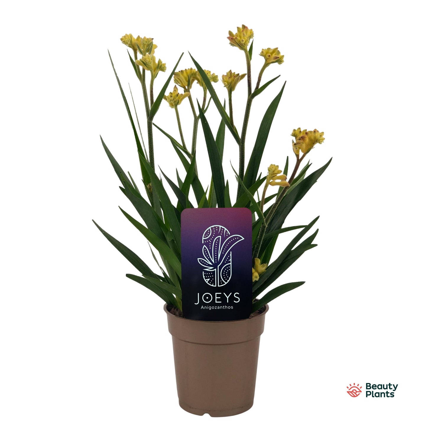 Anigozanthos yellow 40cm 12cm Pot