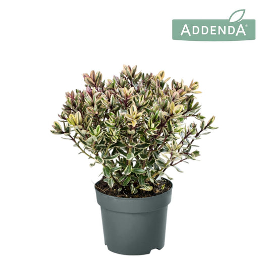 Hebe Tricolor 50cm 17cm Pot