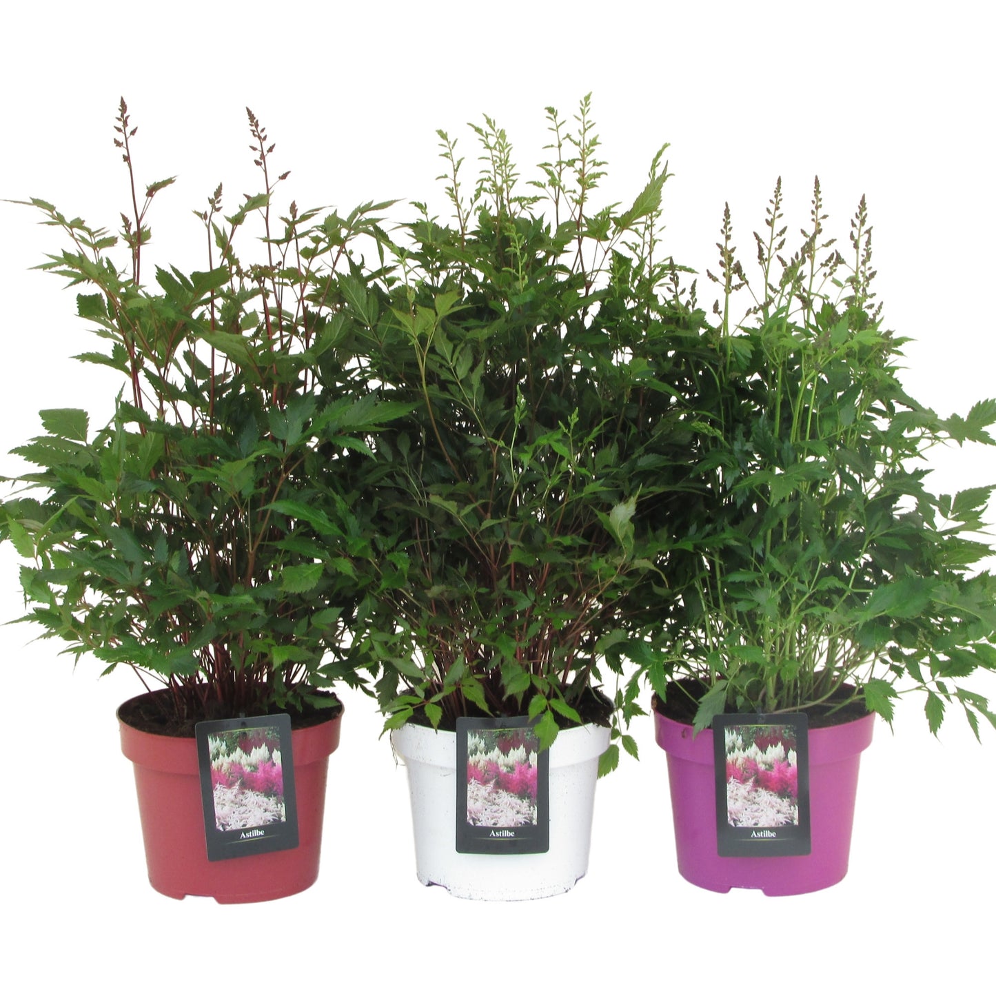 Astilbe Hybrid 70cm 23cm Pot