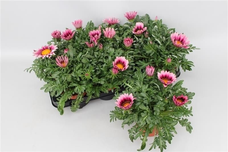 Gazania Kiss pink 20cm 13cm Pot