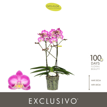 Phalaenopsis pink 45cm 12cm Pot