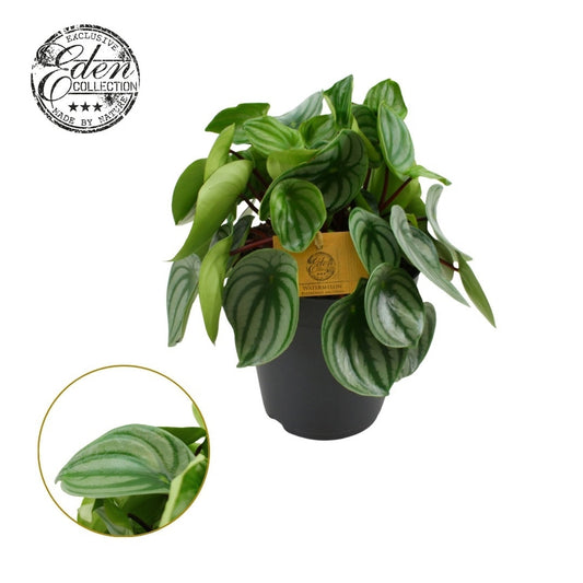 Peperomia Argyreia Watermelon 25cm 15cm Pot
