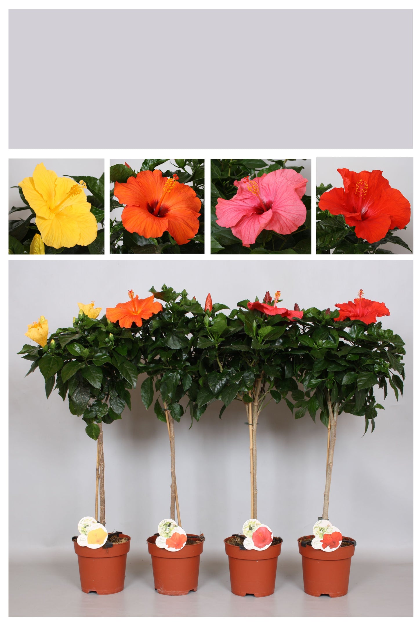 Hibiscus ros. mix standard 90cm 17cm Pot
