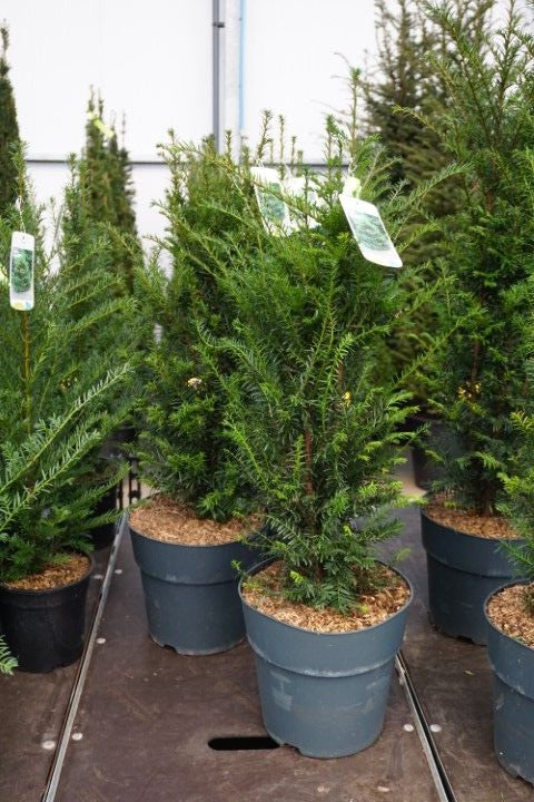 Taxus baccata 110cm 27cm Pot
