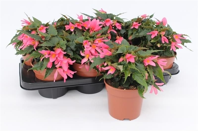 Begonia Waterfall Dreams Angel Soft Pink 25cm 13cm Pot