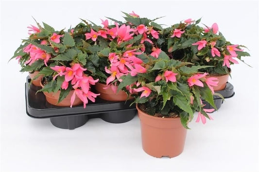 Begonia Waterfall Dreams Angel Soft Pink 25cm 13cm Pot