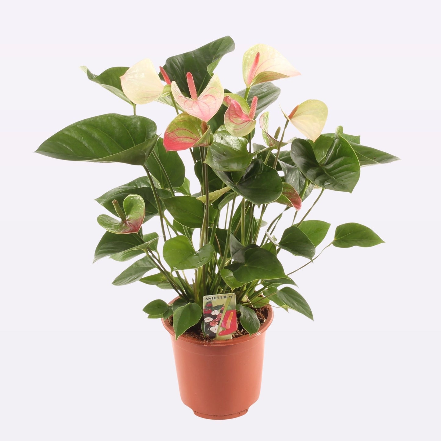 EP Flora Anthurium Fantasy Love Pack of 1