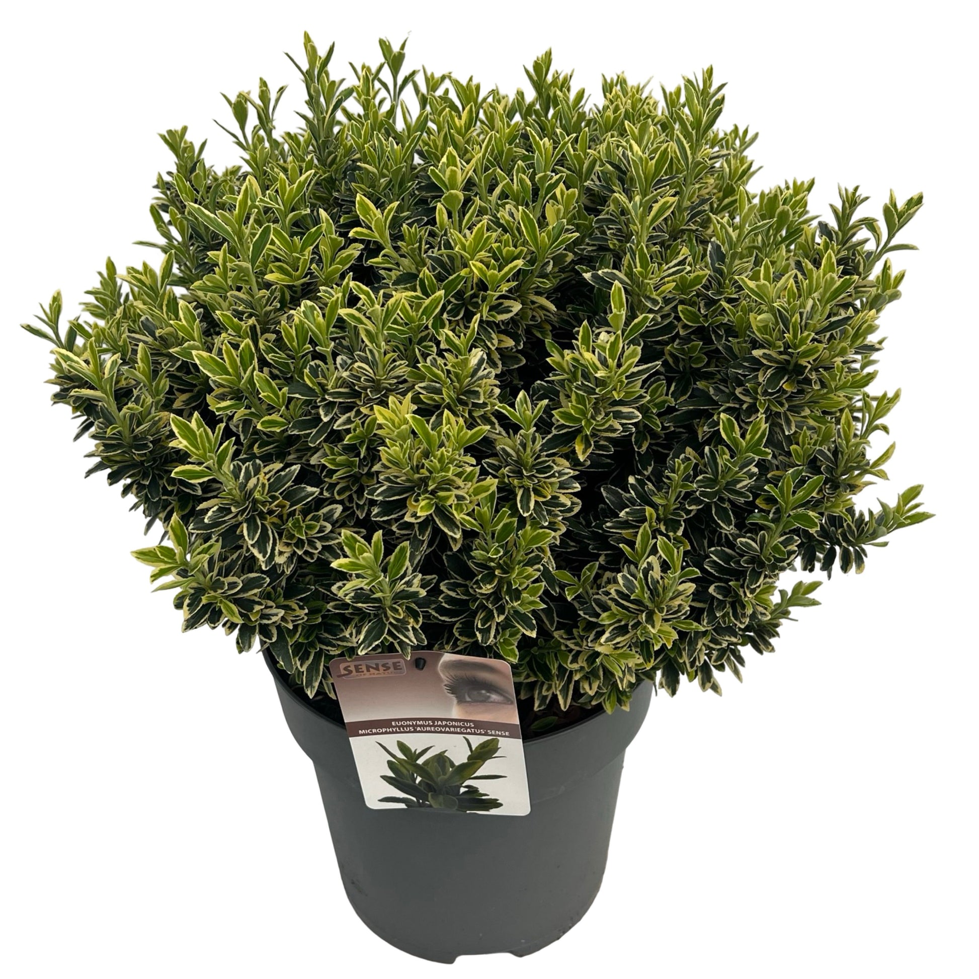 Euonymus japonicus Microphyllus Aureovariegatus 50cm 27cm Pot