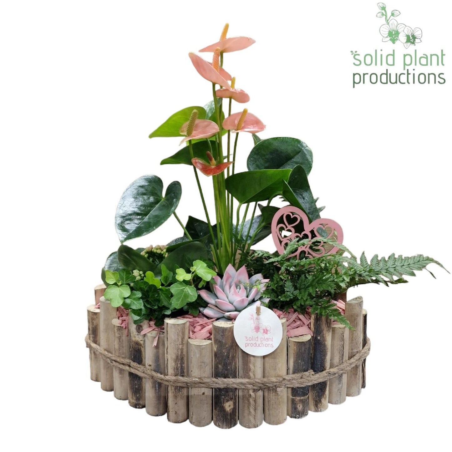 arr. Anthurium HVAE006PINK 45cm 35cm Pot