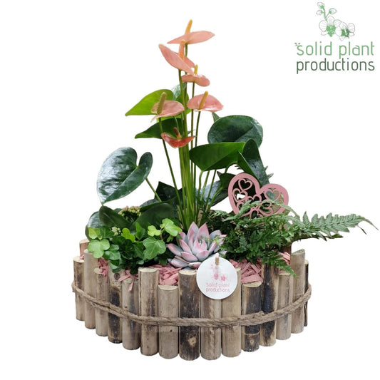 arr. Anthurium HVAE006PINK 45cm 35cm Pot