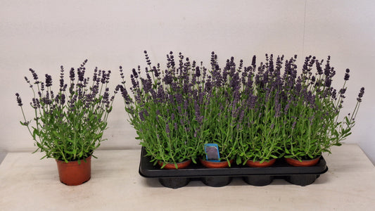 Lavandula ang. Ardeche Blue 27cm 12cm Pot