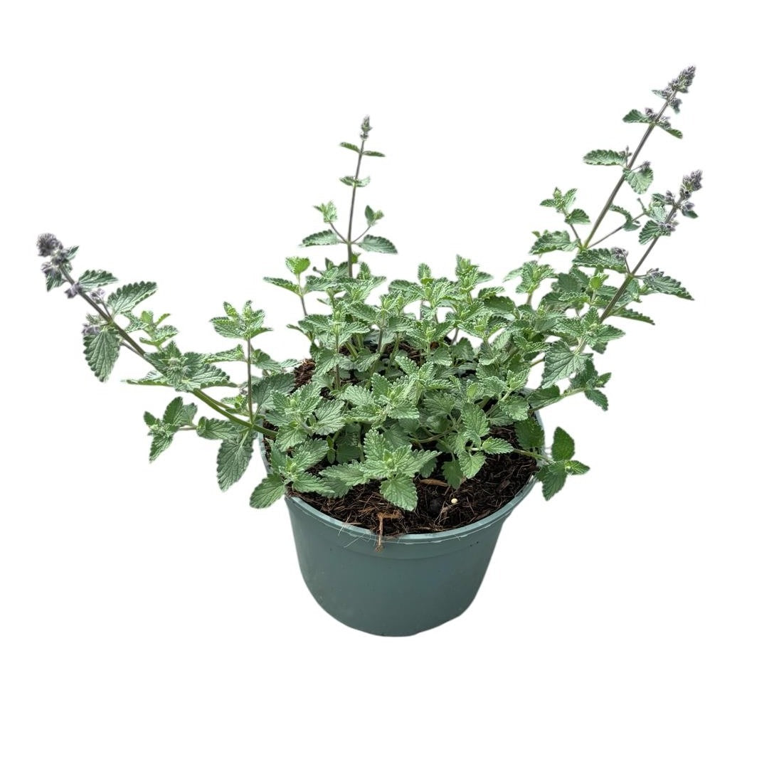 Nepeta faa. Walker's Low 30cm 19cm Pot