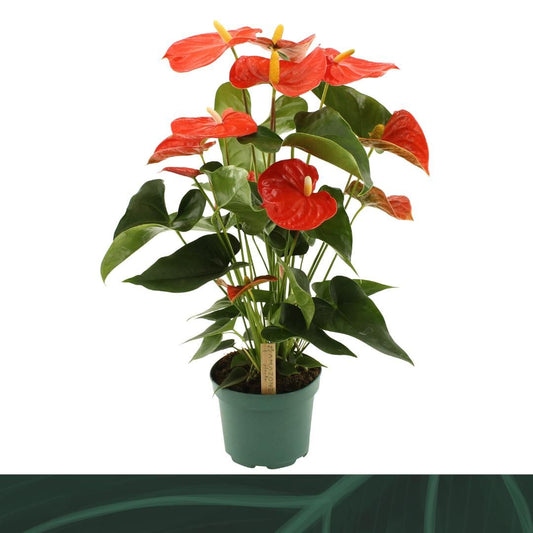 Anthurium Florida 60cm 17cm Pot