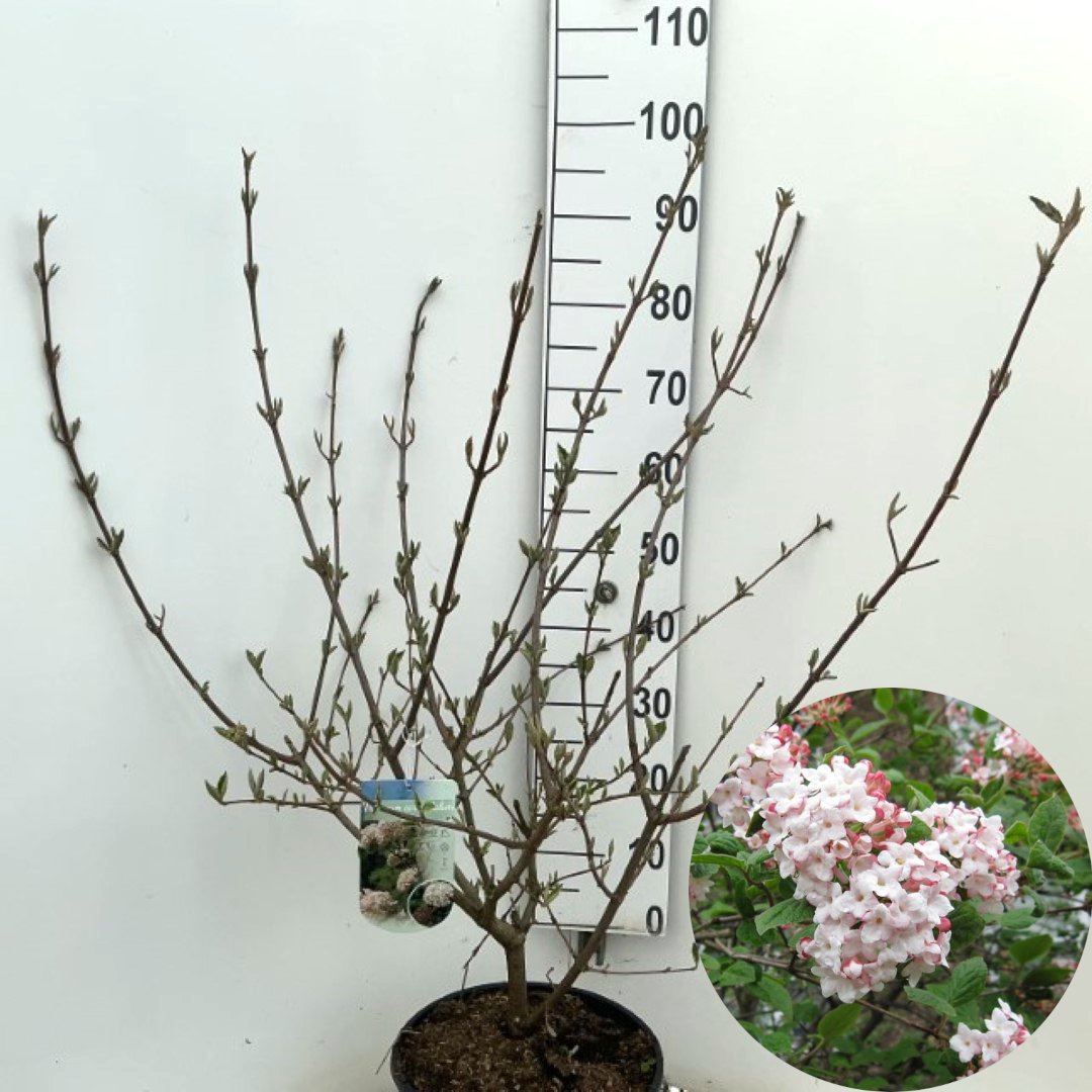 Viburnum carlcephalum 80cm 30cm Pot