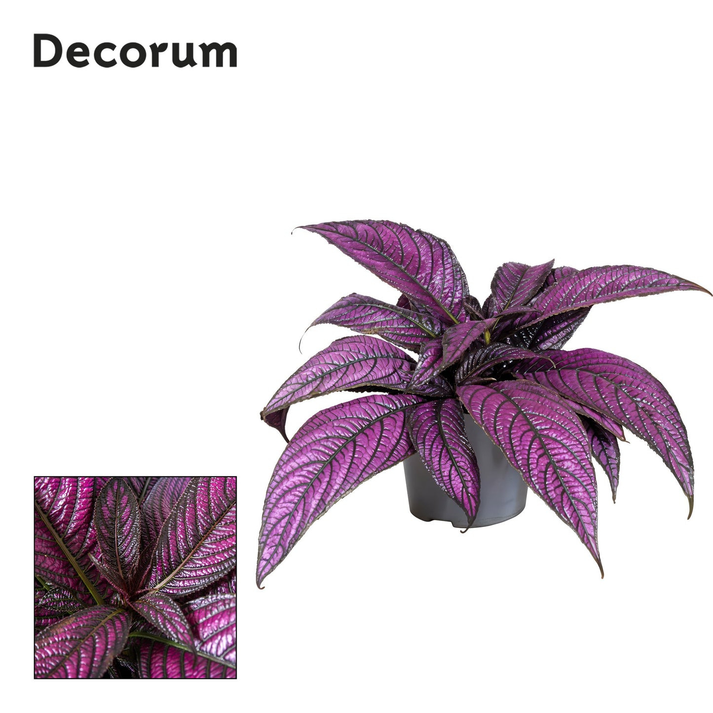 Strobilanthes dye Withallica 20cm 13cm Pot
