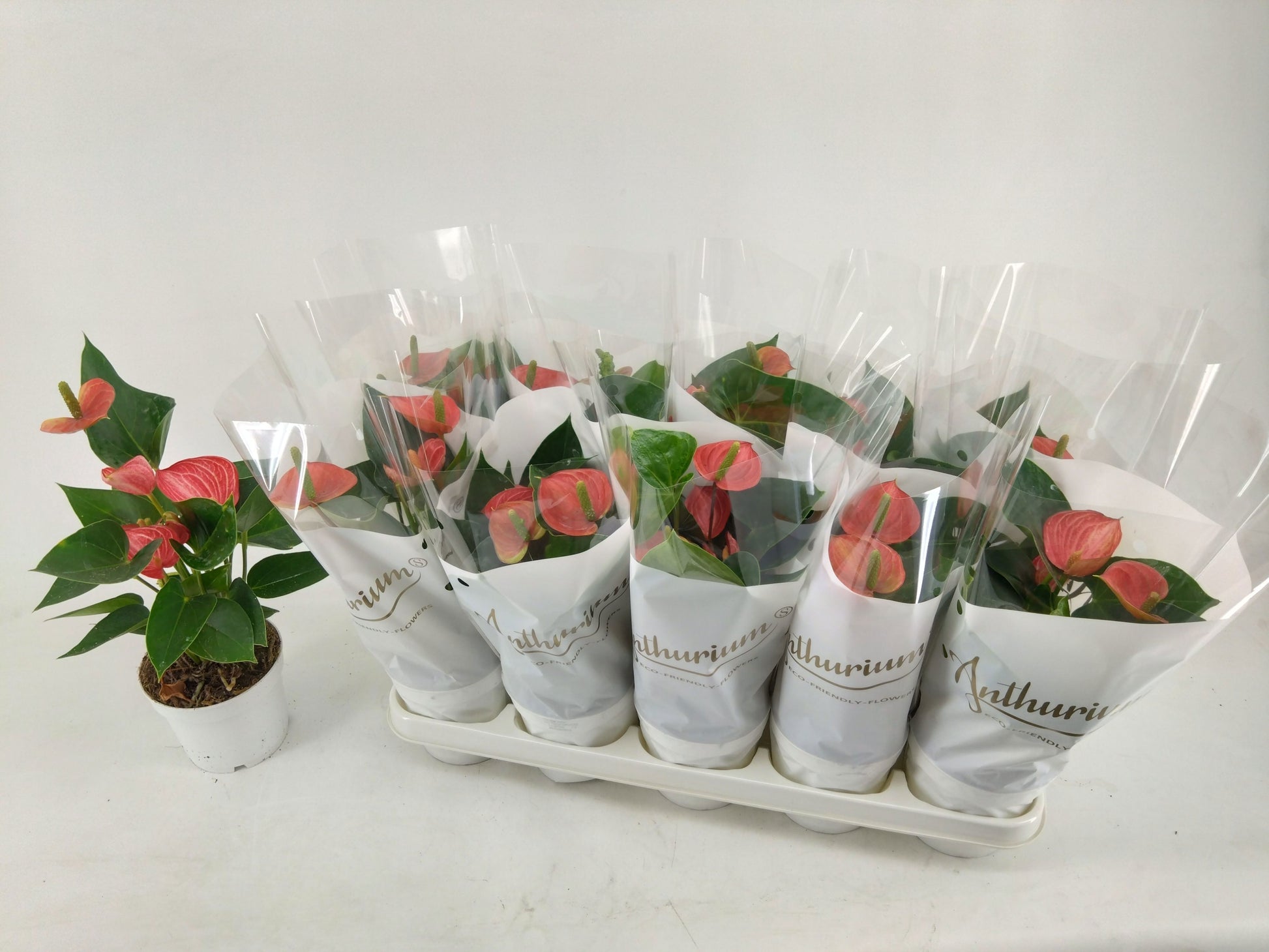 Anthurium Livium Red 35cm 12cm Pot
